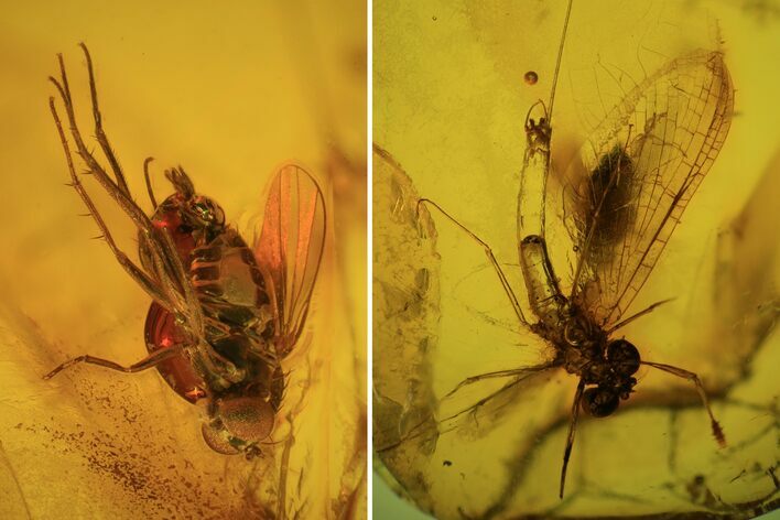 Fossil Mayfly (Ephemeroptera) & Fly (Diptera) In Baltic Amber #84585
